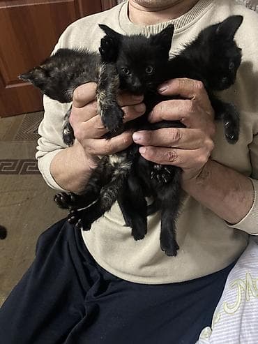 попугай волнистые: Пятнистая кошка Черные коты Кушают самостоятельно К лотку приучены — 1