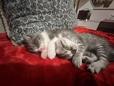 Даю с даром в хорошие руки