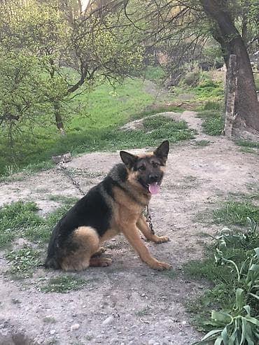 собаки для охраны: Немецкая овчарка, 2 года, Самец — 2
