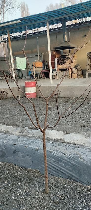 цветы доставка: Делаем хорошую ОБРЕЗКУ плодовых деревьев. от 💯 до 500 сомов — 4