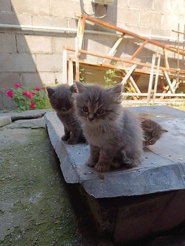 scottish fold: 1 месяц, Девочка, Приучена к лотку — 4