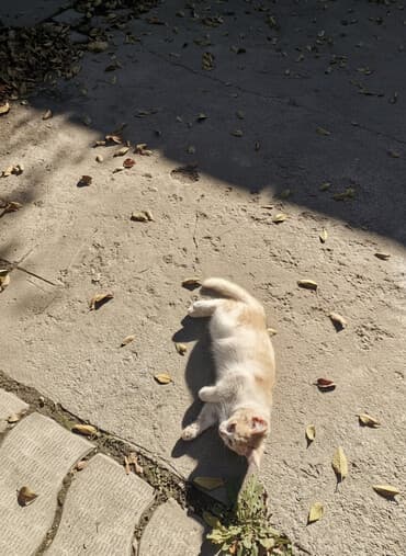 все о кошках британской породы: Сибирская, 3 месяца, Девочка, Черепаховый, Приучена к лотку, Проглистована — 1