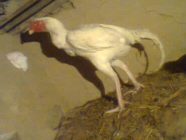 немецкая овчарка черная щенок купить: Продаю | Куры | Бойцовая | Для разведения — 1