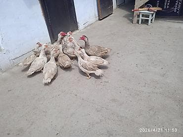 спортивные седло: Продаю | Индюк (самец) | Полукровка | Для разведения | Племенные — 6