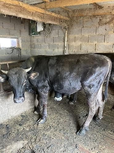 купить собаку доберман в бишкеке: Продаю | Бык (самец) | На откорм | Привязанные — 2