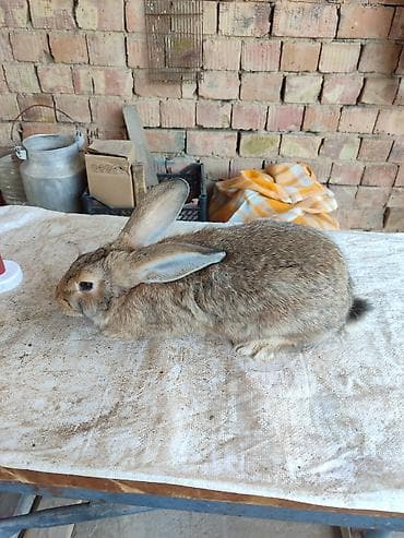 Животные: Продаю | Крольчиха (самка) | Серый великан | Для разведения | Племенные — 10