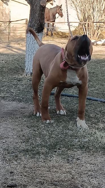 тайган ит: Питбуль, 7 айлык, Эркек, Эмделген — 1