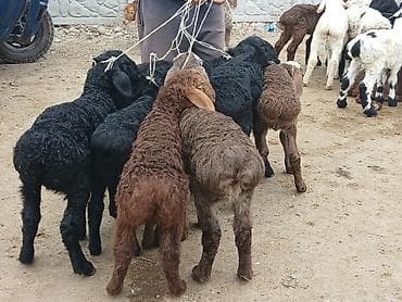 үкү топу: Козуу — 2