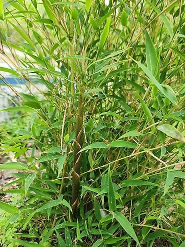 комнатный цветок жасмин: Бамбук садовый (кустовой тип) - Декоративный многолетник с — 3