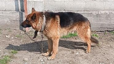 Башка жаныбарлар: Немецкая овчарка, кобель. Классический окрас: чёрная спина — 2