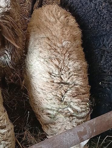 Продам с/х животных: Продаю | Овца (самка) | Для разведения | Ярка — 6