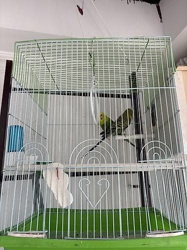 нитки продаю: 🐦 Продаются волнистые попугаи — готовая пара для кладки яиц! 🐦 — 2