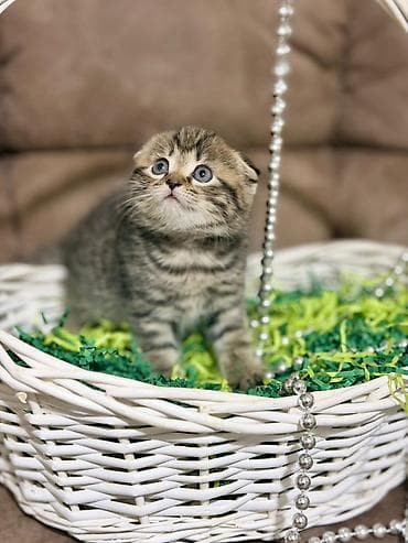 голуби чорнахвос: Скотиш Фолд (Шотландская вислоухая), 1 месяц, Девочка — 4