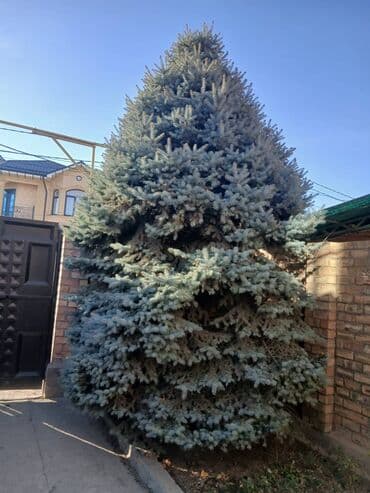 карликовые саженцы плодовых деревьев: Ель голубая (Picea pungens Glauca), крупномер для сада и ландшафта. - — 1