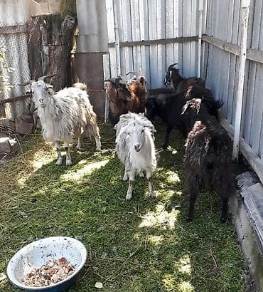 ареометр для молока: Продаю | Коза (самка) | Нубийская | На забой, Для разведения, Для молока — 3