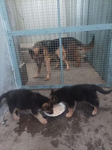 обезьяна домашняя купить: Щенки немецкой овчарки 01.01.26 мальчик и девочка - Порода: немецкая — 8