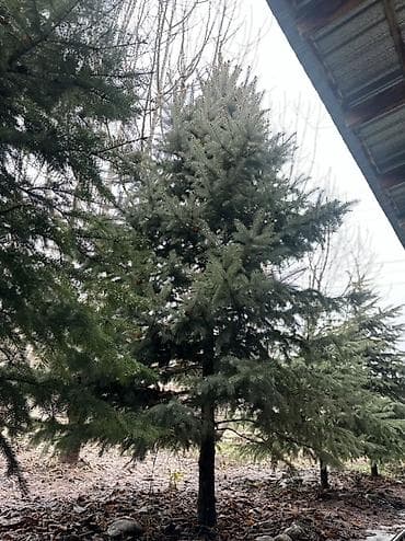 уй емеректер: Срочно ‼️продаются голубые ели 🌲 ‼️Оптом ‼️ Ель колючая (Picea — 2