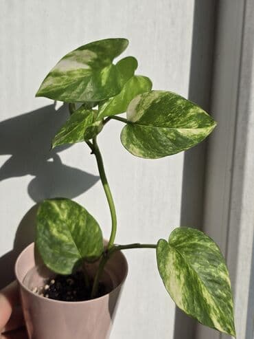 для растений: В продаже большие филолендроны,бурле макс 2500 сом, Дольчатый и грей — 9