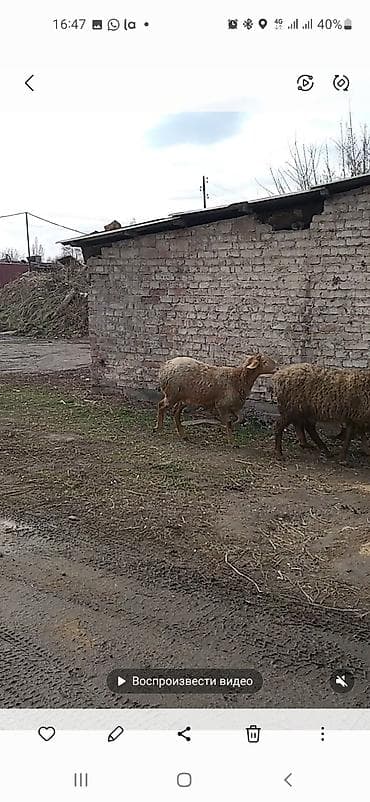 Зоотовары: Продаю | Овца (самка) | Арашан | Для разведения | Матка — 10