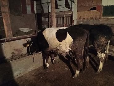 Продам с/х животных: Продаю | Корова (самка) | Привязанные — 3