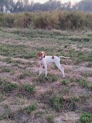 японская порода собак акита ину: Пойнтер, 5 айлык, Ургаачы, Эмделген — 2