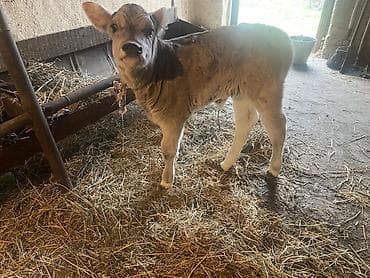 рыбы в кыргызстане: Продаю | Корова (самка) | Для молока | После отела — 4