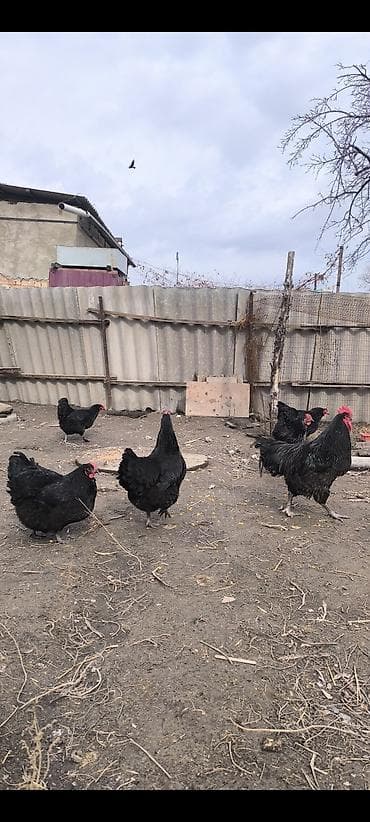 усыпление животных бишкек: Продаю | Куры | Для разведения — 3