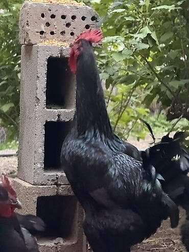 куриные лапы: Продаю | Инкубационные яйца | Для разведения — 2