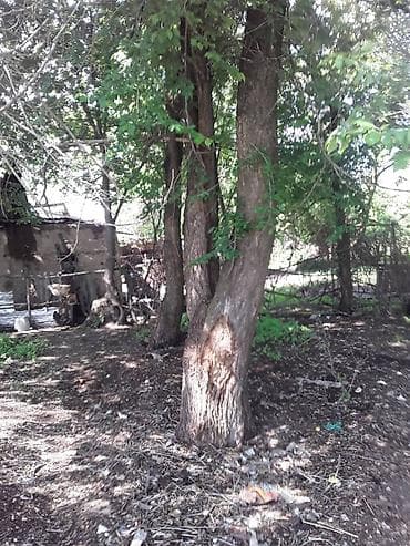 темир издегич: Продаю деревья обращаться по телефону — 4