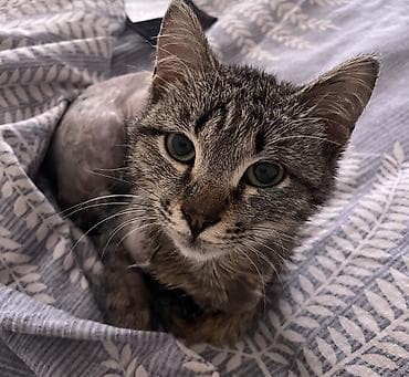временная: Кошка даром: Беспородная, Мальчик — 4