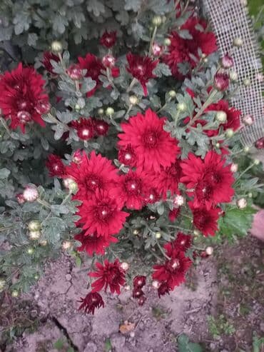 заправка газовых баллонов на дому бишкек: Рассада цветка: Хризантемы — 5