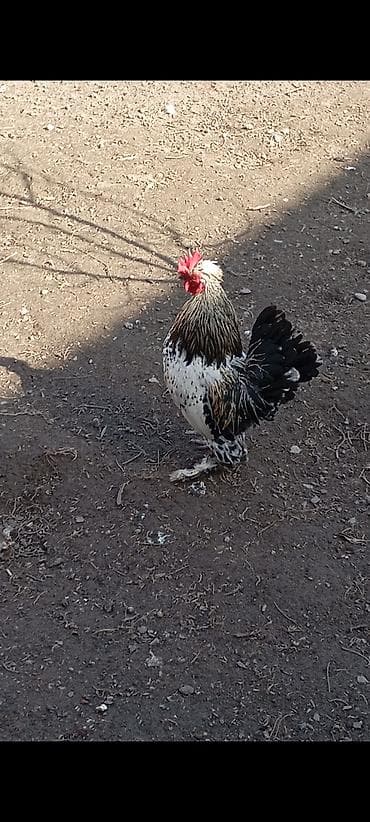 волкодав собака: Продаю | Петух | Для разведения — 3