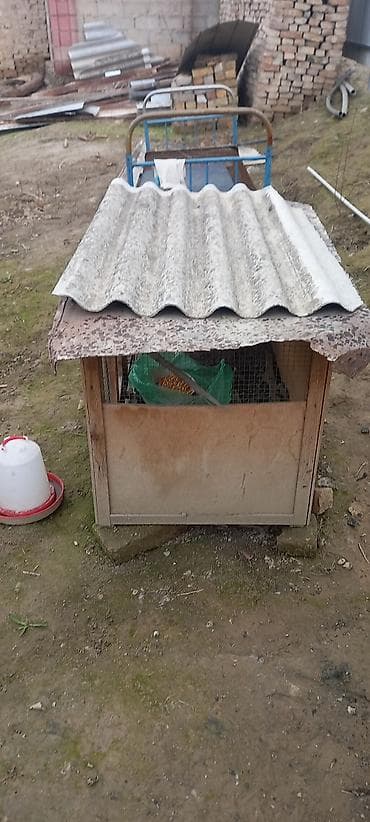 Рыбы: Продаю | Цыплята | Несушки — 2