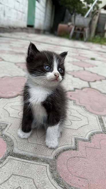 Кошки: Отдам даром! Котята,1,5 месяца. Беспородные - Один черно-белый — 2