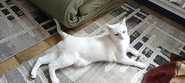 белые кошки: Девочка, Приучена к лотку — 3