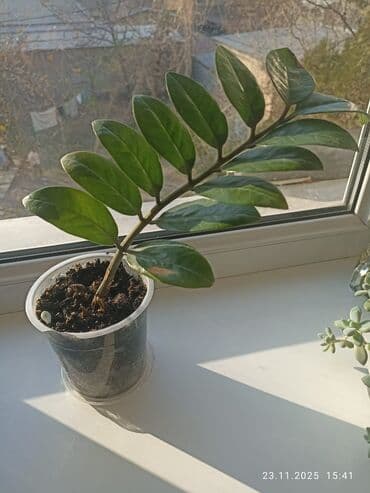 сколько стоит аквариум для рыб: Долларовое дерево
суккуленты для пересадки — 1