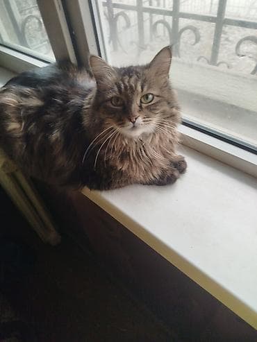 трехцветная кошка: Кошка даром: Беспородная, 3 года, Девочка, Приучена к лотку, Проглистована — 3