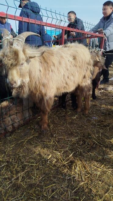 купить инкубационное яйцо породистых кур: Продаю | Козёл (самец) | Для разведения | Племенные — 2