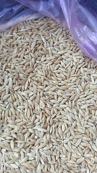 кохинхин карликовый: Семена овса (в пленке/необрушенные) - Культура: овес, зерно в шелухе — 2