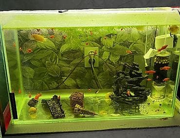 хара: Аквариумный комплекс из трех стеклянных аквариумов на общей деревянной — 3