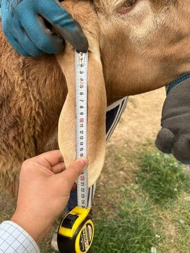 продам козу дойную: Продаю | Баран (самец) | Для разведения | Племенные — 5