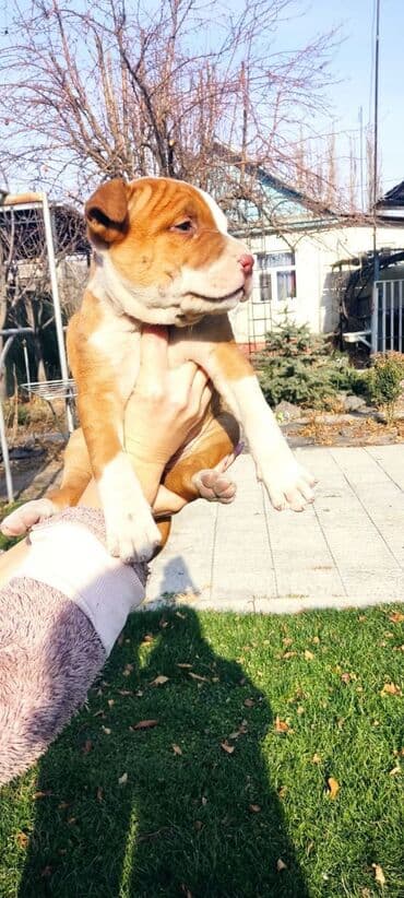 собаки на продажу: Амстафф, 1 месяц, Самец — 6