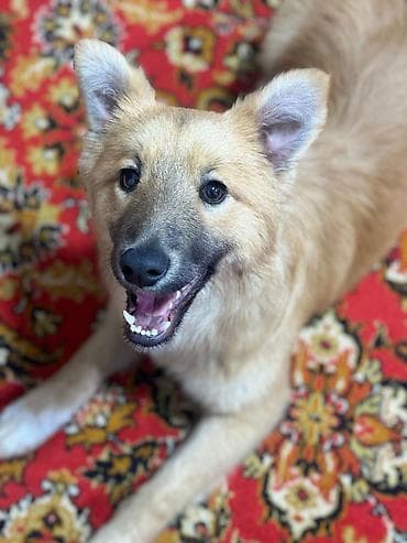 Пристраивается в хорошие добрые руки, красивая собачуля девочка зовут