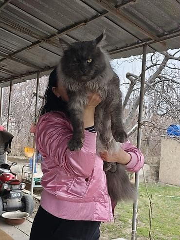 миниатюрный бультерьер: Вязка: Мейн-кун, Мальчик, 2 года, С документами, С прививками — 1