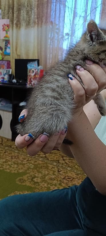 ласки: Британские котята, окрасы: сплошной голубой и тигровый табби. - — 6