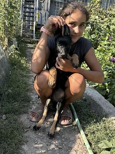 тазы собака: Овчарка, 2 айлык, Ургаачы — 3