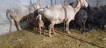 продаю баран арашан: Сатам | Ургаачы кой (ургаачы) | Көбөйтүү үчүн | Ургаачы — 3