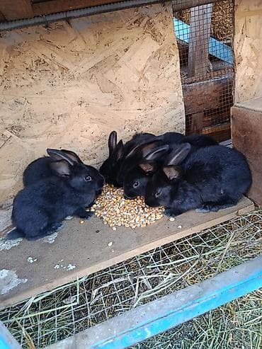 коён: Сатам | Коендун бөжөктөрү | Көбөйтүү үчүн — 1