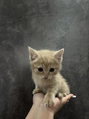 британские котята в дар: Беспородная, 1 месяц, Мальчик, Рыжий, Приучена к лотку — 3