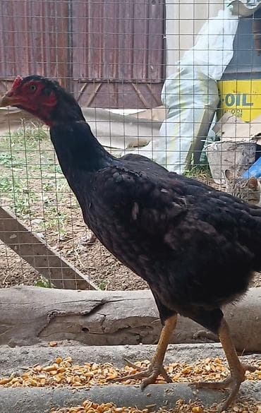 продаю курицы: Продаю | Петух | Бойцовая | Для разведения — 2